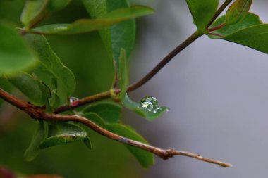 Ağacın dalına düşen yağmur damlası