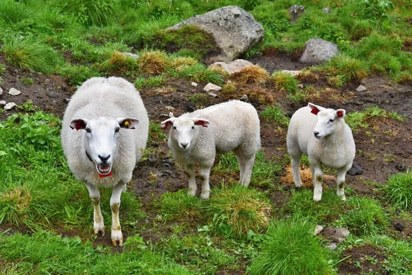Овцы Ягнята Норвегии — стоковое фото