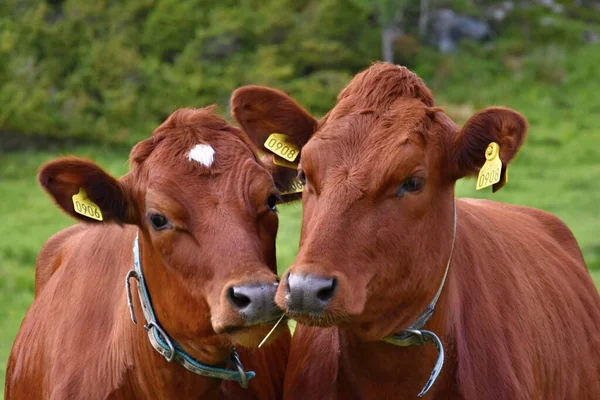 Två Bruna Kor Norge — Stockfoto