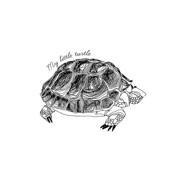 Tortue dessinée à la main. Vecteur . — Image vectorielle