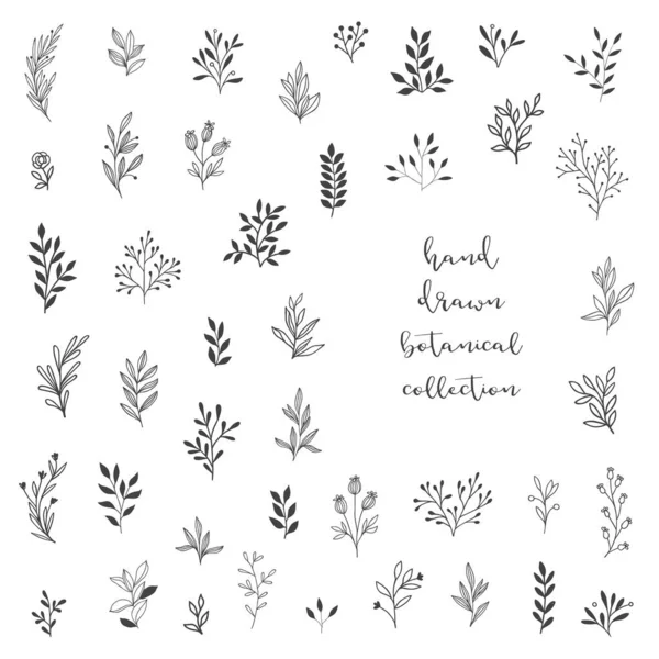 Ensemble Éléments Floraux Dessinés Main Dessin Graphique Minimaliste Fleur Vecteur Graphismes Vectoriels