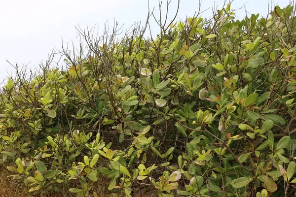Arbustos Verdes Orilla Del Mar India — Foto de Stock