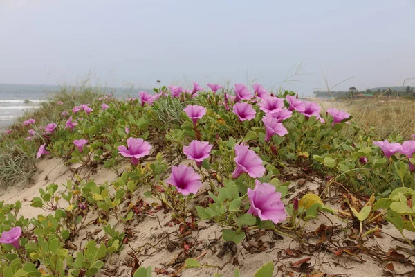 the flowers are purple on the sea shore, India