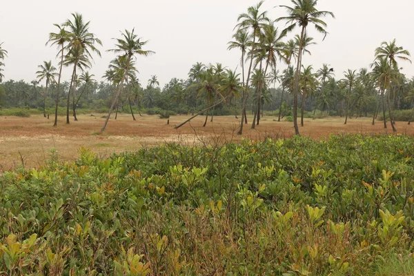 field with palm trees Goa Morjim