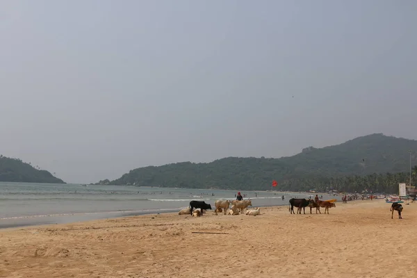 Sapi Oleh Laut India Goa — Stok Foto