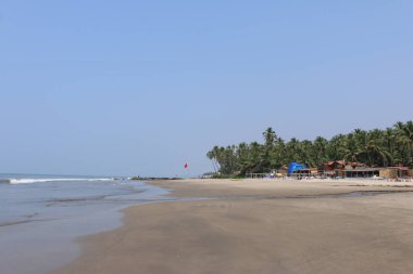 Hindistan 'da deniz kenarındaki palmiye ağaçları