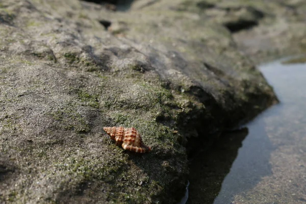 Deniz Kenarındaki Bir Kayanın Üzerinde Deniz Kabuğu — Stok fotoğraf