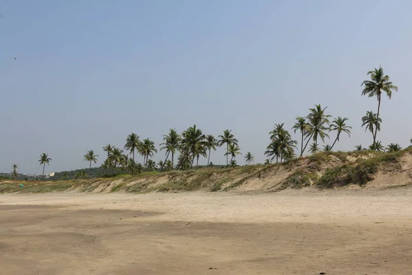 Pohon Palem Dekat Laut India Goa — Stok Foto