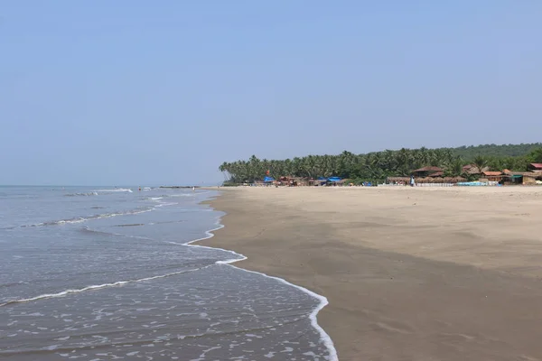 Pohon Palem Dekat Laut India Goa — Stok Foto