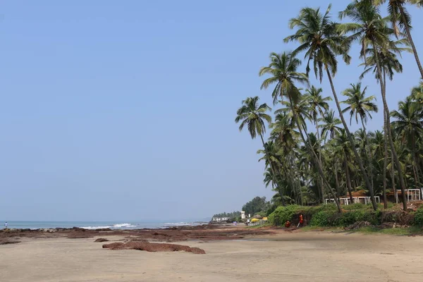 Hindistan 'da deniz kenarındaki palmiye ağaçları