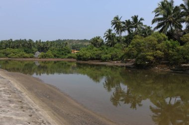Arap denizi yakınlarında palmiye ağaçları, Goa, Hindistan