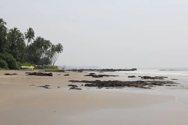 Palmiers Près Mer Arabie Goa Inde — Photo