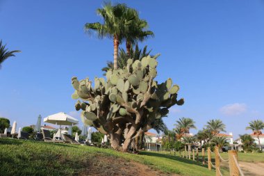 Büyük Kaktüs Kıbrıs Protaraları