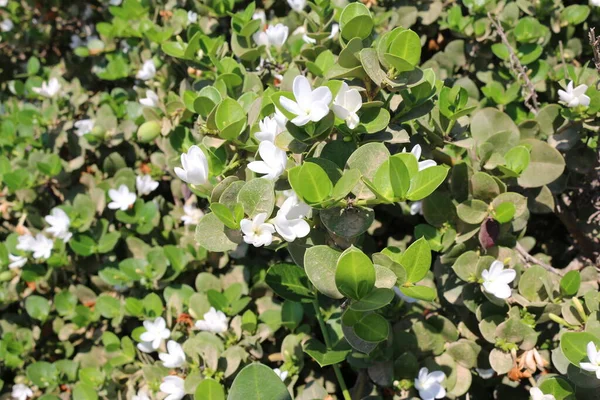 Белые Цветы Зеленых Листьях — стоковое фото