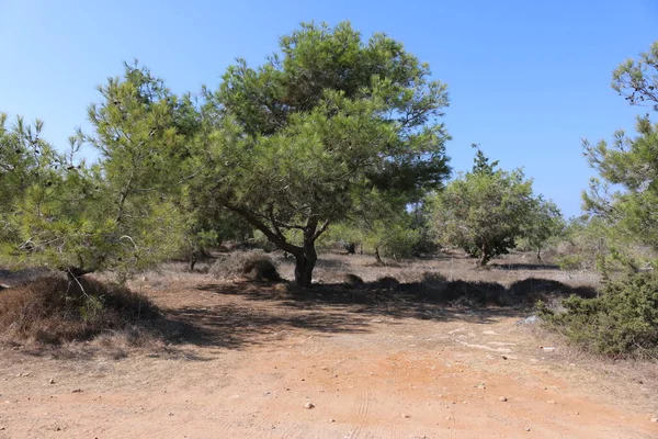 Ulusal Cape Greco Parkı, Kıbrıs ağaçları