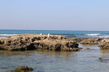 Taşlı Akdeniz kıyıları İsrail Netanya