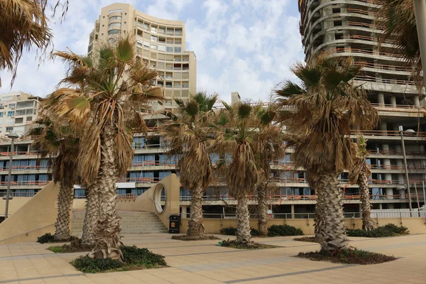 Israele Netanya Palme Meraviglioso — Foto Stock