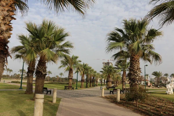 Israele Netanya Palme Meraviglioso — Foto Stock