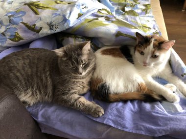 Melez İngiliz kedisi ve kaplumbağa kabuğu kedisi. arkadaşlar