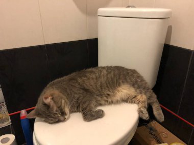 İngiliz melez kedi uyuyor.