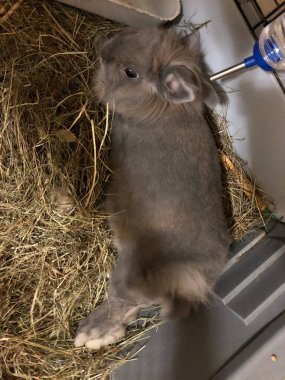 Güzel gri dekoratif evcil tavşan