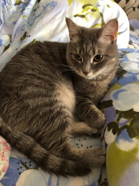 İngiliz melez kedi uyuyor.