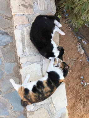 Kediler uyur siroprotaras.