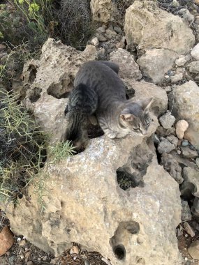 Gri kediler Sikoras