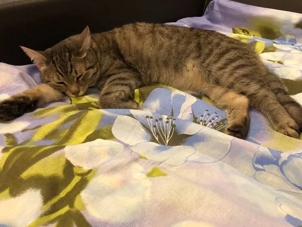 茶色いタビー猫寝てる — ストック写真