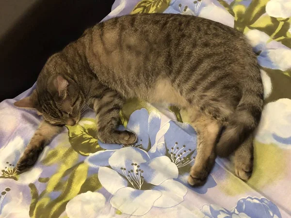 Kahverengi tekir kedi uyuyor.