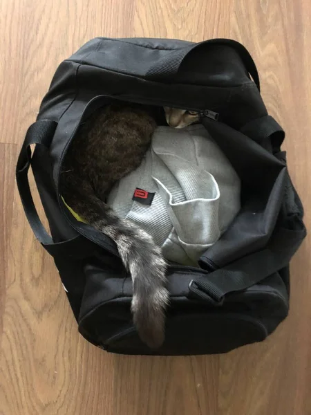 Die Katze Versteckt Sich — Stockfoto