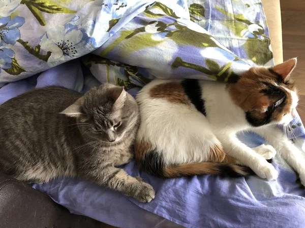 영국산 고양이와 거북이 등딱지 고양이입니다 친구들 — 스톡 사진