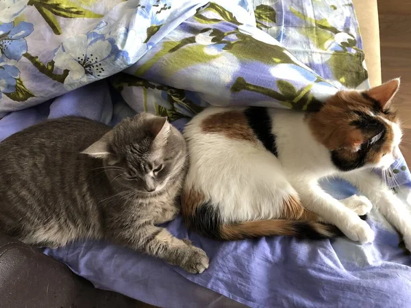 Mischling Britische Katze Und Schildpatt Katze Freunde — Stockfoto