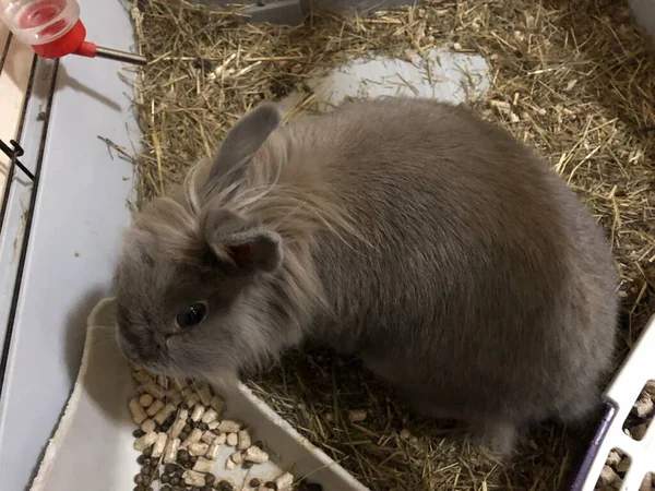 Schöne Graue Dekorative Haustier Kaninchen — Stockfoto