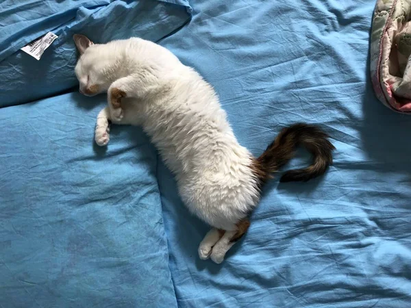 Tortue Chat Enfer Dort Détendre — Photo