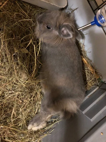 Beau Lapin Décoratif Gris Pour Animaux — Photo