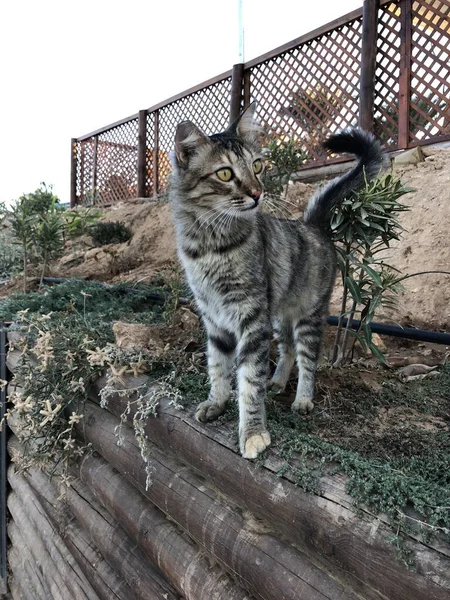 灰色の猫のシプラス プロタラス — ストック写真