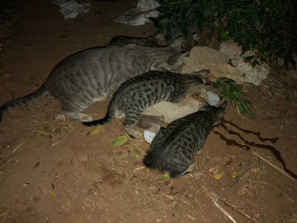 Grey Cats Cyprus Protaras — Stock Photo, Image