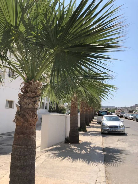 Cyprus Palmiers Été — Photo