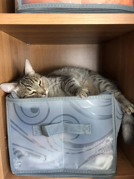 Brun Tabby Katt Sover — Stockfoto