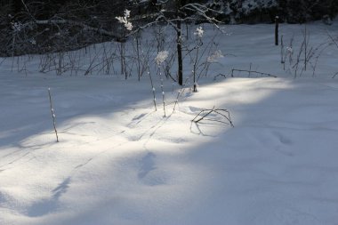 Ağaçların dalları kışın ormanda karların içinde