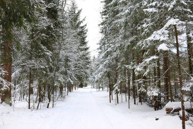 Kışın kozalaklı ormanda yürüyüş.