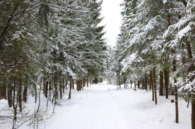 Kışın kozalaklı ormanda yürüyüş.