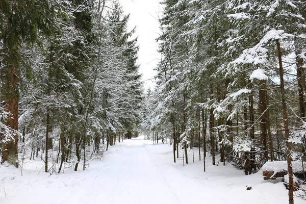 Kışın kozalaklı ormanda yürüyüş.