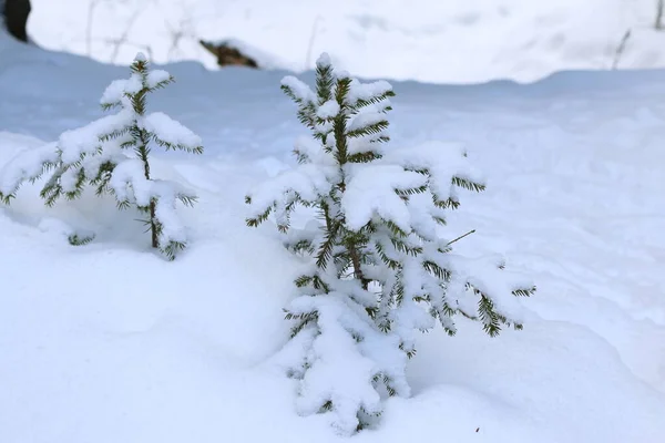 Malé Vánoční Stromky Sněhu — Stock fotografie