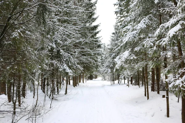 Kışın kozalaklı ormanda yürüyüş.