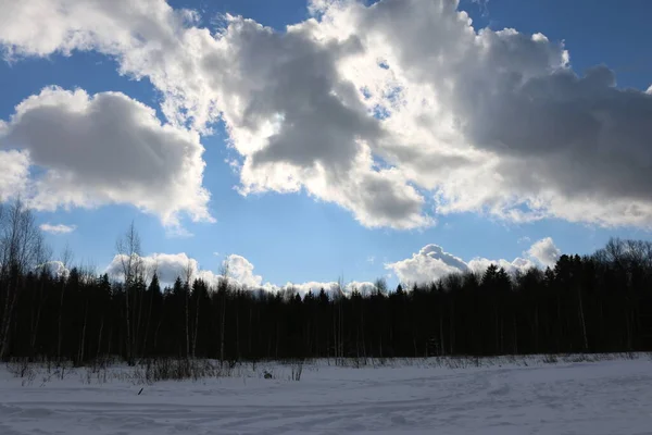 Inverno Neve Grande Floresta — Fotografia de Stock