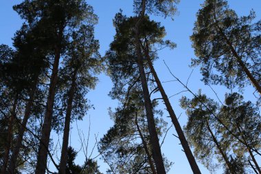 Çam ormanı kışın güneşli bir günde