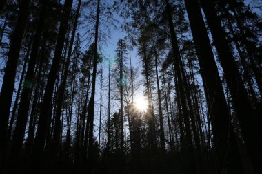 Çam ormanı kışın güneşli bir günde