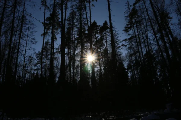 Сосновий Ліс Взимку Сонячний День — стокове фото